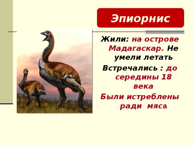 Эпиорнис Жили: на острове Мадагаскар. Не умели летать Встречались : до середины 18 века Были истреблены ради мяс а   
