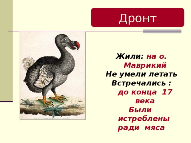 Дронт Жили: на о. Маврикий Не умели летать Встречались : до конца 17 века Были истреблены ради мяса 