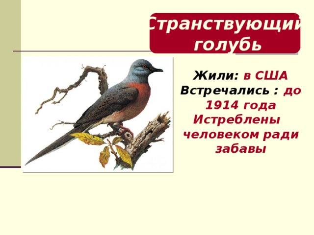Странствующий  голубь Жили: в США Встречались : до 1914 года Истреблены человеком ради забавы 