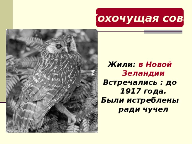 Хохочущая сова Жили: в Новой Зеландии Встречались : до 1917 года. Были истреблены ради чучел  