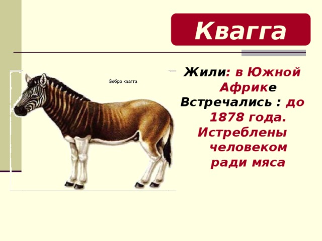 Квагга Жили : в Южной Африк е Встречались : до 1878 года. Истреблены человеком ради мяса   