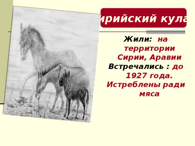 Сирийский кулан Жили: на территории Сирии, Аравии Встречались : до 1927 года. Истреблены ради мяса  