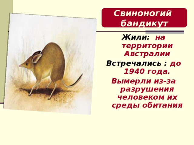 Свиноногий бандикут Жили: на территории Австралии Встречались : до 1940 года. Вымерли из-за разрушения человеком их среды обитания  
