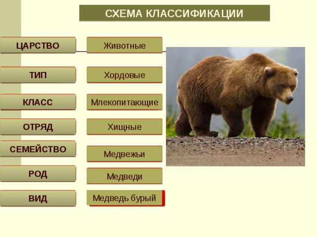 СХЕМА КЛАССИФИКАЦИИ ЦАРСТВО Животные ТИП Хордовые КЛАСС Млекопитающие ОТРЯД Хищные СЕМЕЙСТВО Медвежьи РОД Медведи Медведь бурый ВИД 
