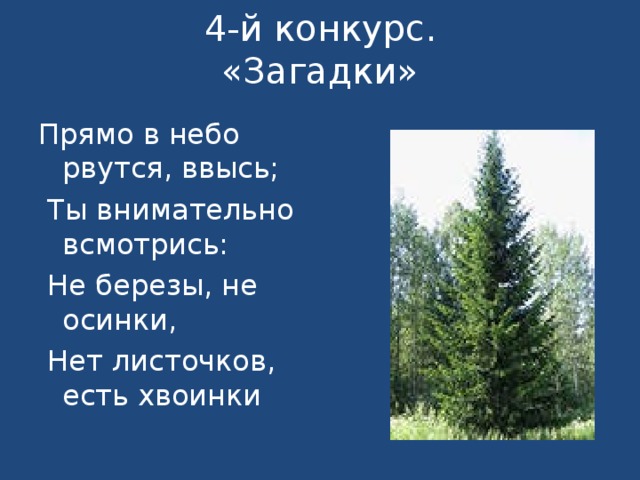 4-й конкурс.  «Загадки»   Прямо в небо рвутся, ввысь;  Ты внимательно всмотрись:  Не березы, не осинки,  Нет листочков, есть хвоинки 
