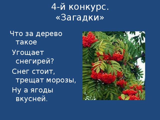 4-й конкурс.  «Загадки»   Что за дерево такое  Угощает снегирей?  Снег стоит, трещат морозы,  Ну а ягоды вкусней . 