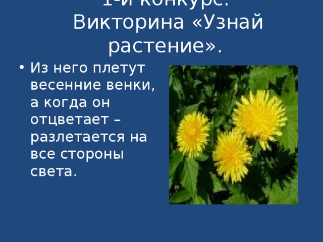 1-й конкурс.  Викторина «Узнай растение».   Из него плетут весенние венки, а когда он отцветает – разлетается на все стороны света.  