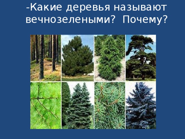 -Какие деревья называют вечнозелеными? Почему?   