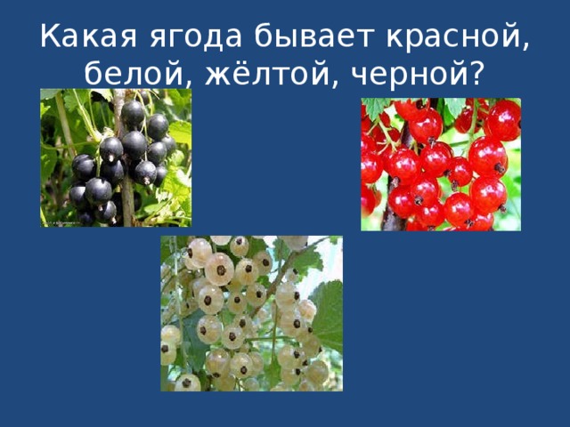 Какая ягода бывает красной, белой, жёлтой, черной? 