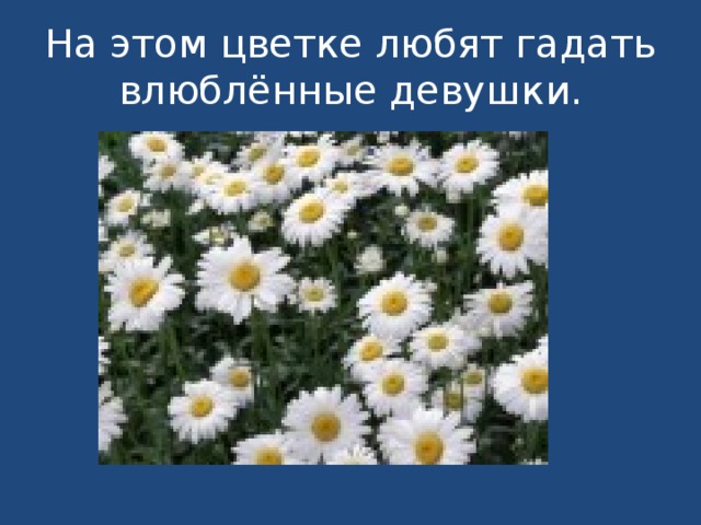 На этом цветке любят гадать влюблённые девушки. 