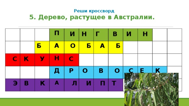 Реши кроссворд   5. Дерево, растущее в Австралии. П А Н Д А И Н Г В И Н Б О Б А Б С К У С Р О В О С Е К Э В К  Л И П Т  