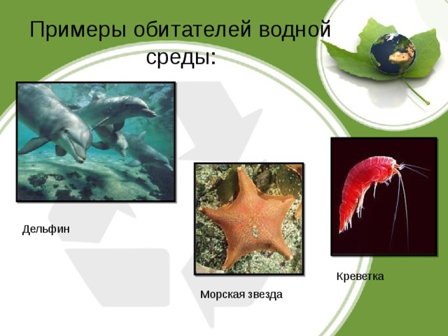 Примеры обитателей водной среды: Дельфин Креветка Морская звезда 