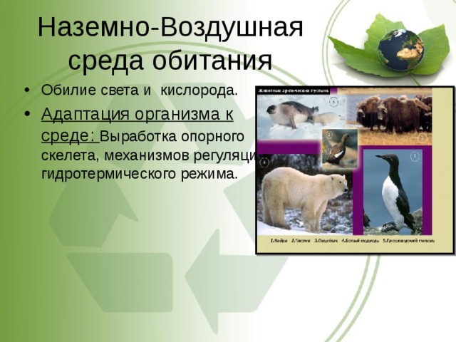 Наземно-Воздушная среда обитания Обилие света и  кислорода. Адаптация организма к среде: Выработка опорного скелета, механизмов регуляции гидротермического режима. 