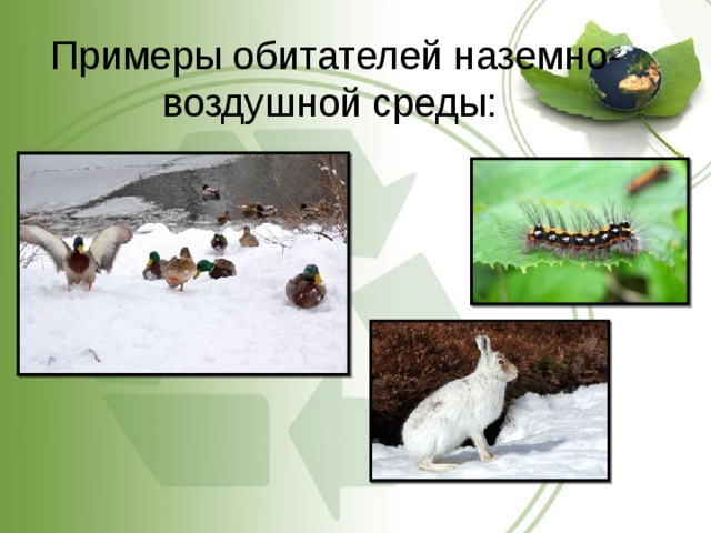 Примеры обитателей наземно-воздушной среды: 