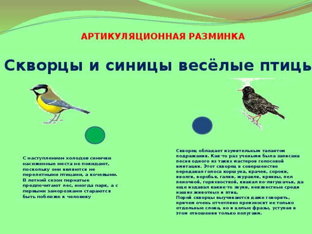 АРТИКУЛЯЦИОННАЯ РАЗМИНКА Скворцы и синицы весёлые птицы . Скворец обладает изумительным талантом подражания. Как-то раз учеными была записана песня одного из таких мастеров голосовой имитации. Этот скворец в совершенстве передавал голоса коршуна, крачек, сороки, иволги, воробья, галки, журавля, кряквы, пел пеночкой, горихвосткой, квакал по-лягушачьи, да еще издавал какие-то звуки, неизвестные среди наших животных и птиц. Порой скворцы выучиваются даже говорить, причем очень отчетливо произносят не только отдельные слова, но и целые фразы, уступая в этом отношении только попугаям. С наступлением холодов синички насиженные места не покидают, поскольку они являются не перелетными птицами, а кочевыми. В летний сезон пернатые предпочитают лес, иногда парк, а с первыми заморозками стараются быть поближе к человеку 
