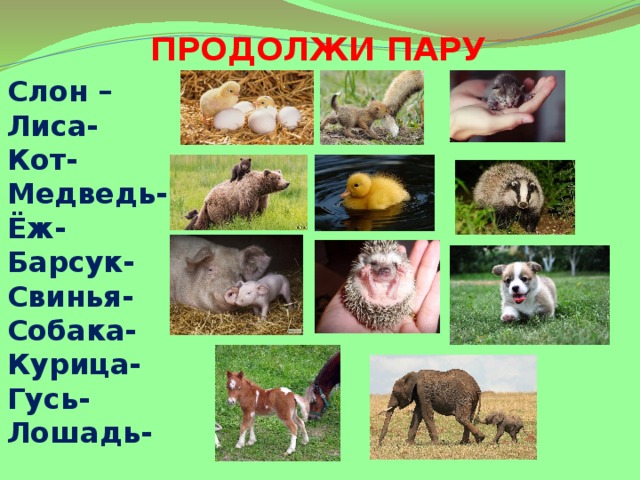 ПРОДОЛЖИ ПАРУ Слон – Лиса- Кот- Медведь- Ёж- Барсук- Свинья- Собака- Курица- Гусь- Лошадь- 