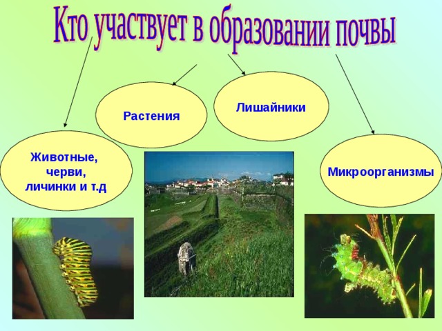 Лишайники Растения Животные, черви, личинки и т.д Микроорганизмы 