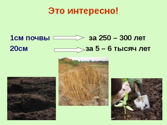 Это интересно! 1см почвы за 250 – 300 лет 20см за 5 – 6 тысяч лет   