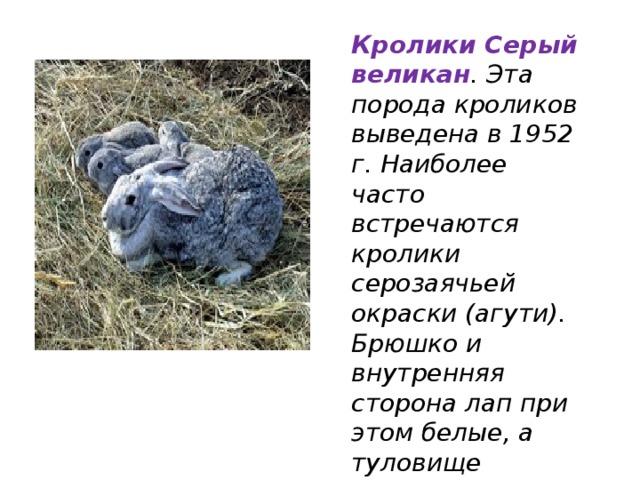 Кролики Серый великан . Эта порода кроликов выведена в 1952 г. Наиболее часто встречаются кролики серозаячьей окраски (агути). Брюшко и внутренняя сторона лап при этом белые, а туловище рыжевато-серое. 