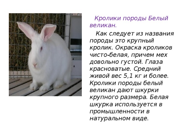   Кролики породы Белый великан.  Как следует из названия породы это крупный кролик. Окраска кроликов чисто-белая, причем мех довольно густой. Глаза красноватые. Средний живой вес 5,1 кг и более. Кролики породы белый великан дают шкурки крупного размера. Белая шкурка используется в промышленности в натуральном виде. 