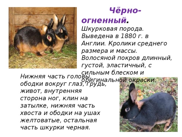  Чёрно-огненный . Шкурковая порода. Выведена в 1880 г. в Англии. Кролики среднего размера и массы. Волосяной покров длинный, густой, эластичный, с сильным блеском и оригинальной окраски. Нижняя часть головы, ободки вокруг глаз, грудь, живот, внутренняя сторона ног, клин на затылке, нижняя часть хвоста и ободки на ушах желтоватые, остальная часть шкурки черная. 