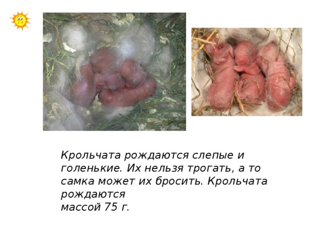  Крольчата рождаются слепые и голенькие. Их нельзя трогать, а то самка может их бросить. Крольчата рождаются массой 75 г. 