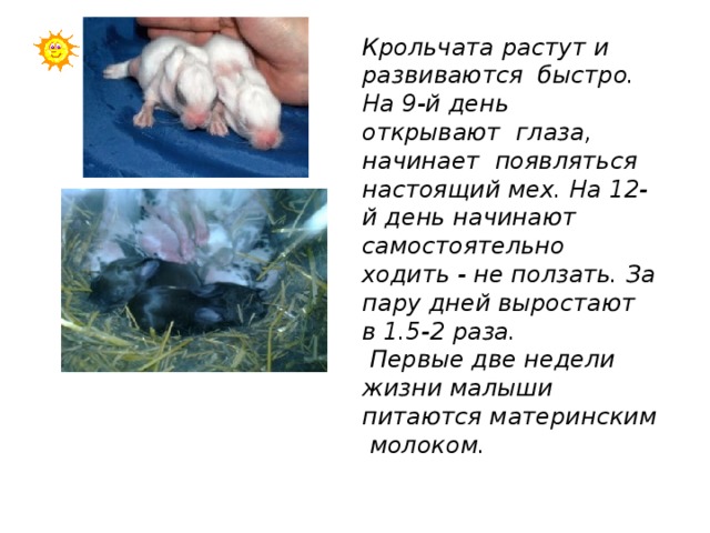 Крольчата растут и развиваются быстро. На 9-й день открывают глаза, начинает появляться настоящий мех. На 12-й день начинают самостоятельно ходить - не ползать. За пару дней выростают в 1.5-2 раза.  Первые две недели жизни малыши питаются материнским молоком. 