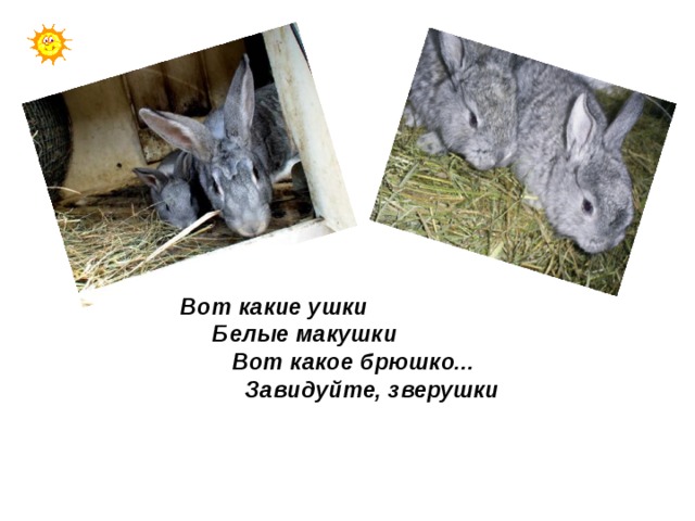 Вот какие ушки  Белые макушки  Вот какое брюшко...  Завидуйте, зверушки 