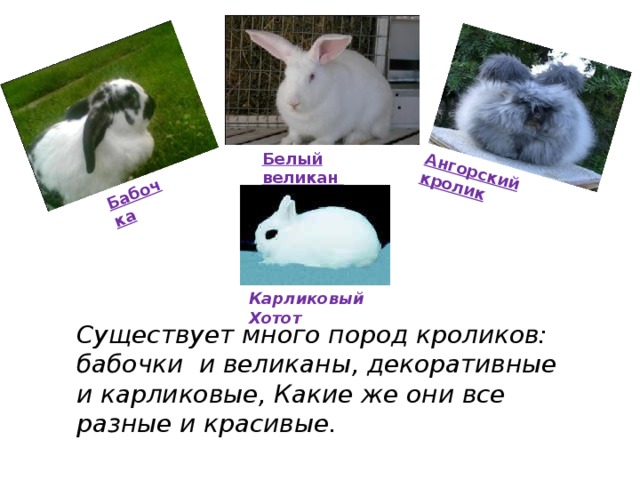 Бабочка Ангорский кролик Белый великан    Существует много пород кроликов: бабочки и великаны, декоративные и карликовые, Какие же они все разные и красивые.  Карликовый Хотот 