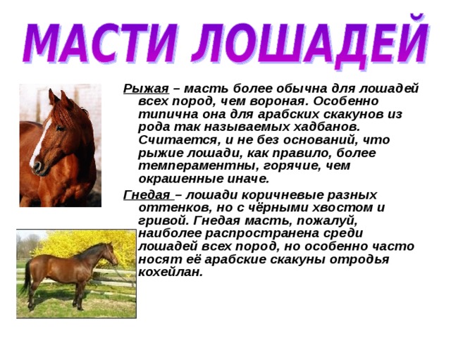 Рыжая – масть более обычна для лошадей всех пород, чем вороная. Особенно типична она для арабских скакунов из рода так называемых хадбанов. Считается, и не без оснований, что рыжие лошади, как правило, более темпераментны, горячие, чем окрашенные иначе. Гнедая – лошади коричневые разных оттенков, но с чёрными хвостом и гривой. Гнедая масть, пожалуй, наиболее распространена среди лошадей всех пород, но особенно часто носят её арабские скакуны отродья кохейлан. 