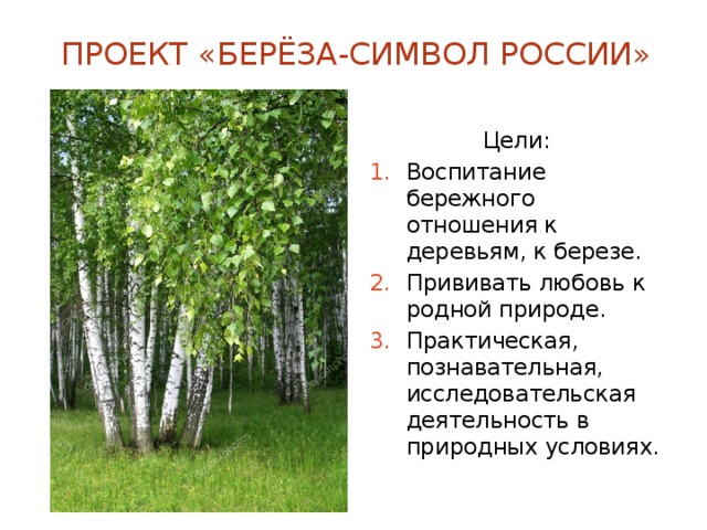 Проект «Берёза-символ России» Цели: Воспитание бережного отношения к деревьям, к березе. Прививать любовь к родной природе. Практическая, познавательная, исследовательская деятельность в природных условиях. 
