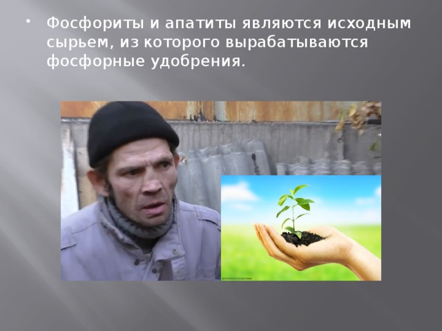 Фосфориты и апатиты являются исходным сырьем, из которого вырабатываются фосфорные удобрения. 