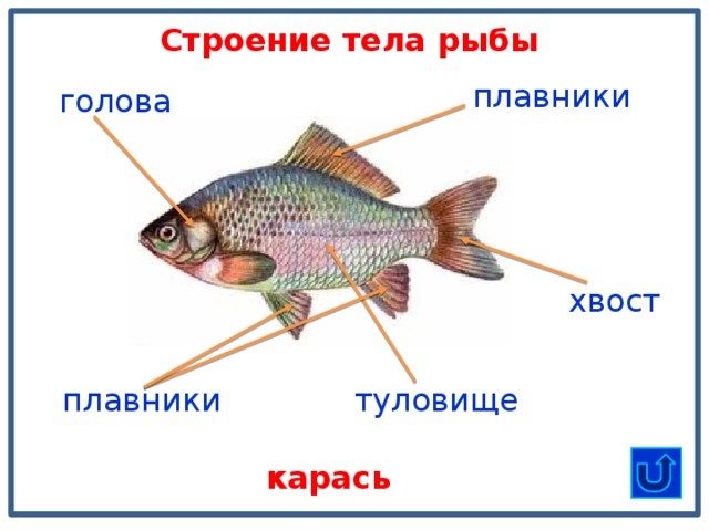 Строение тела рыбы плавники голова хвост туловище плавники карась 