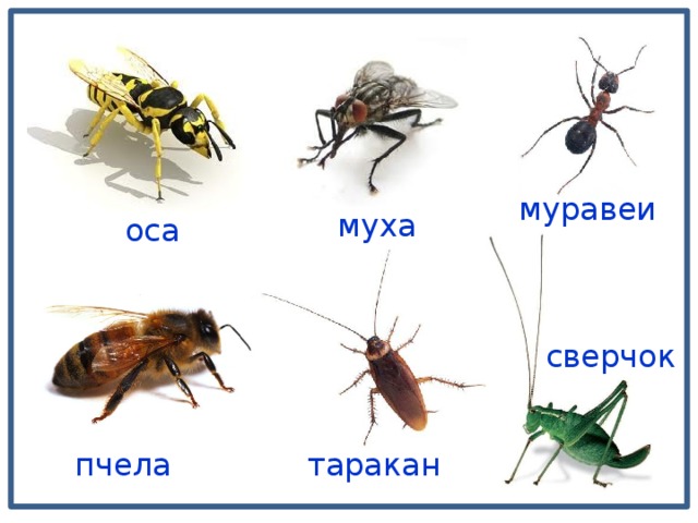 муравей муха оса сверчок таракан пчела 
