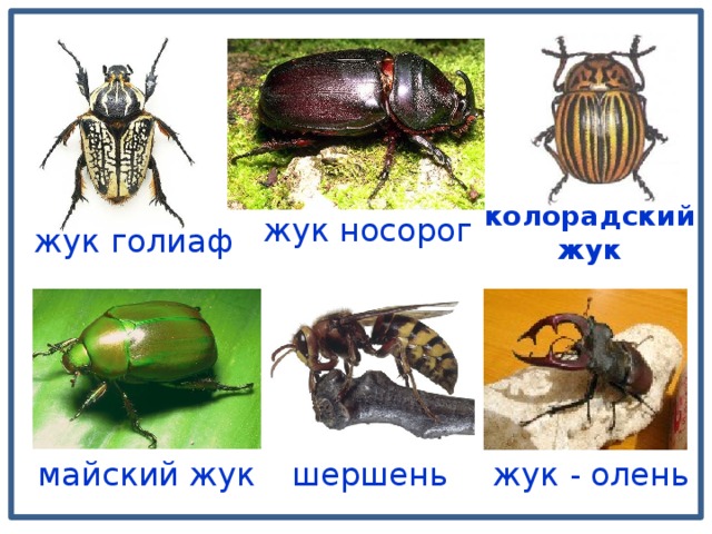 колорадский  жук  жук носорог жук голиаф жук - олень майский жук шершень 