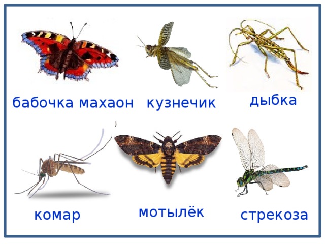 дыбка бабочка махаон кузнечик мотылёк стрекоза комар 