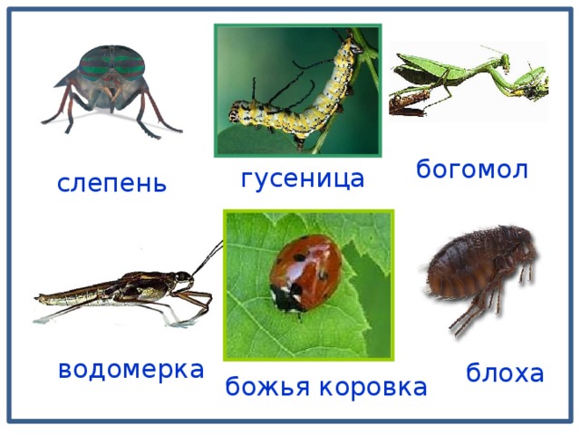богомол гусеница слепень водомерка блоха божья коровка 