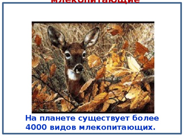  млекопитающие   На планете существует более 4000 видов млекопитающих. 
