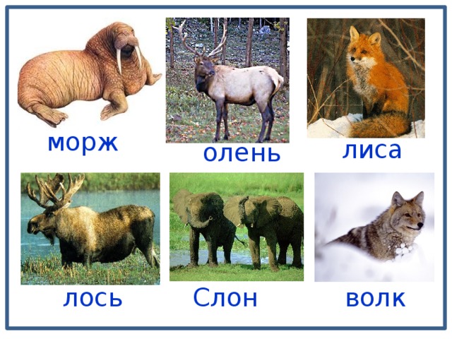 морж лиса олень лось Слон волк 
