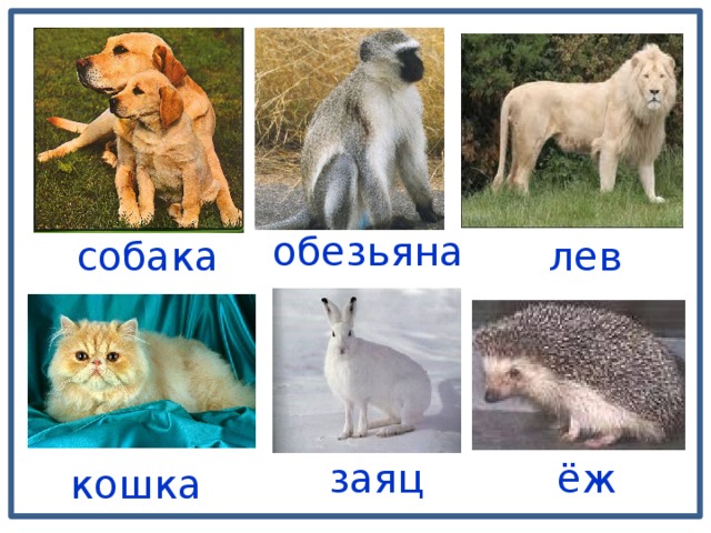 обезьяна собака лев ёж заяц кошка 