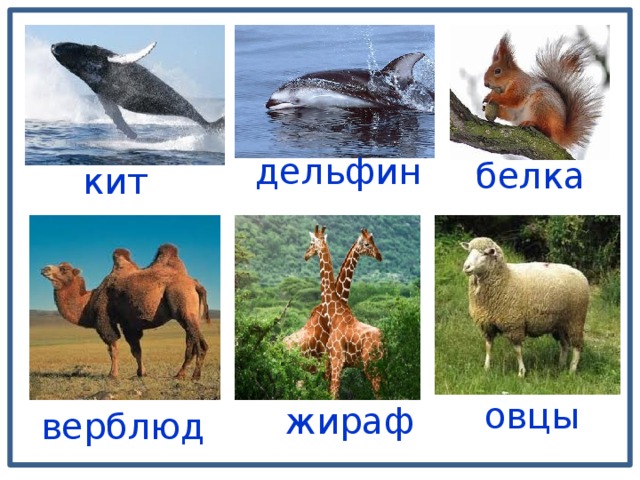 дельфин белка кит овцы  жираф верблюд 