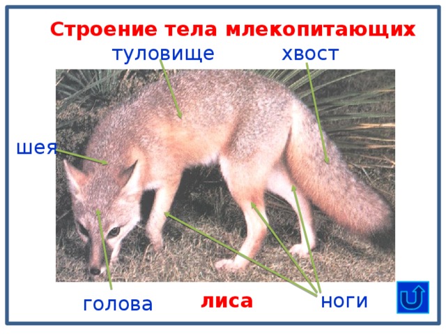 Строение тела млекопитающих хвост туловище шея ноги лиса голова 