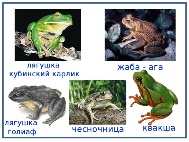 лягушка кубинский карлик жаба - ага лягушка голиаф квакша чесночница 