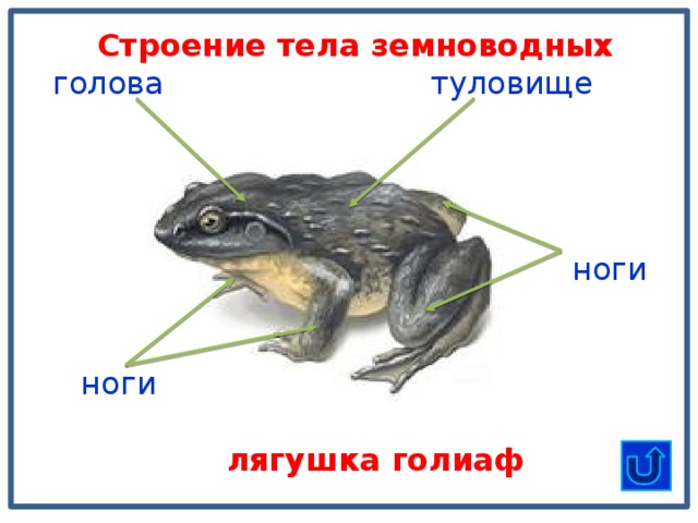 Строение тела земноводных туловище голова ноги ноги лягушка голиаф 