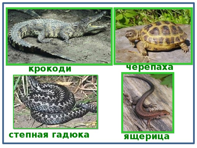 черепаха крокодил степная гадюка ящерица 