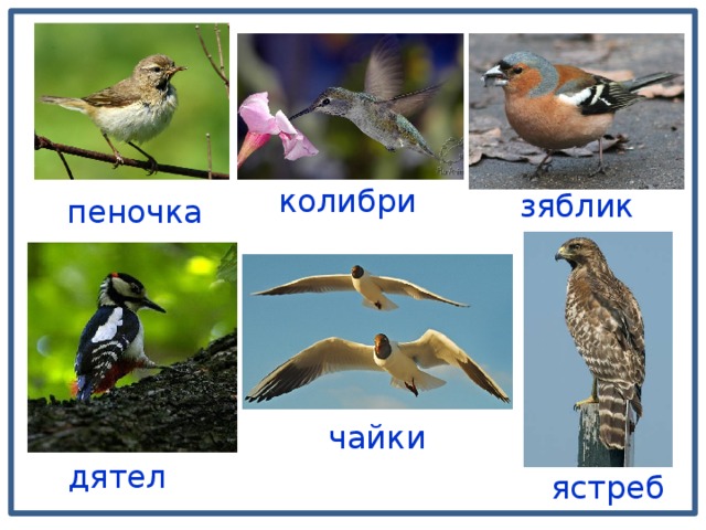 колибри зяблик пеночка чайки дятел ястреб 
