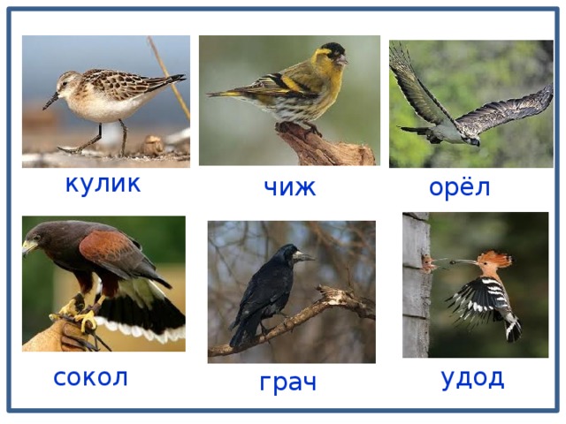 кулик чиж орёл удод сокол грач 
