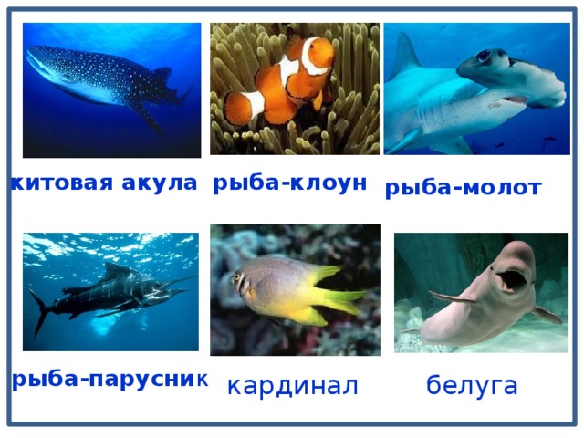 китовая акула рыба-клоун рыба-молот рыба-парусни к белуга кардинал 