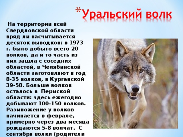  На территории всей Свердловской области вряд ли насчитывается десяток выводков: в 1973 г. было добыто всего 20 волков, да и то часть из них зашла с соседних областей, в Челябинской области заготовляют в год 8-35 волков, в Курганской 39-58. Больше волков осталось в Пермской области: здесь ежегодно добывают 100-150 волков.   Размножение у волков начинается в феврале, примерно через два месяца рождаются 5-8 волчат. С сентября волки (родители и прибылые) покидают район логова, начинают бродячую жизнь. Больших стай волков за последние годы на Урале никто не наблюдал. 