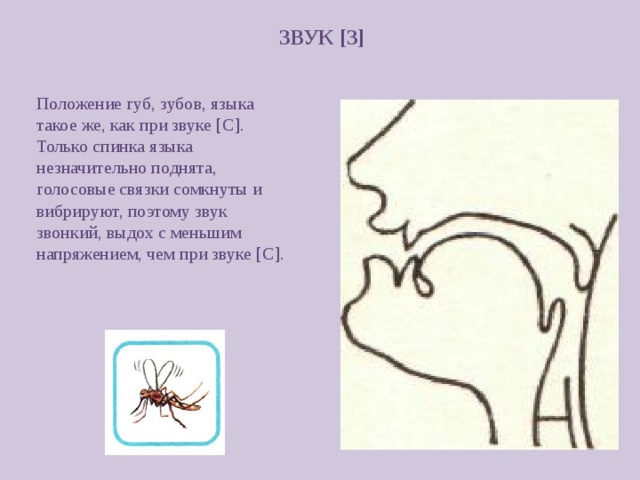 ЗВУК [ З ] Положение губ, зубов, языка такое же, как при звуке [ С ] . Только спинка языка незначительно поднята, голосовые связки сомкнуты и вибрируют, поэтому звук звонкий, выдох с меньшим напряжением, чем при звуке [ С ] . 